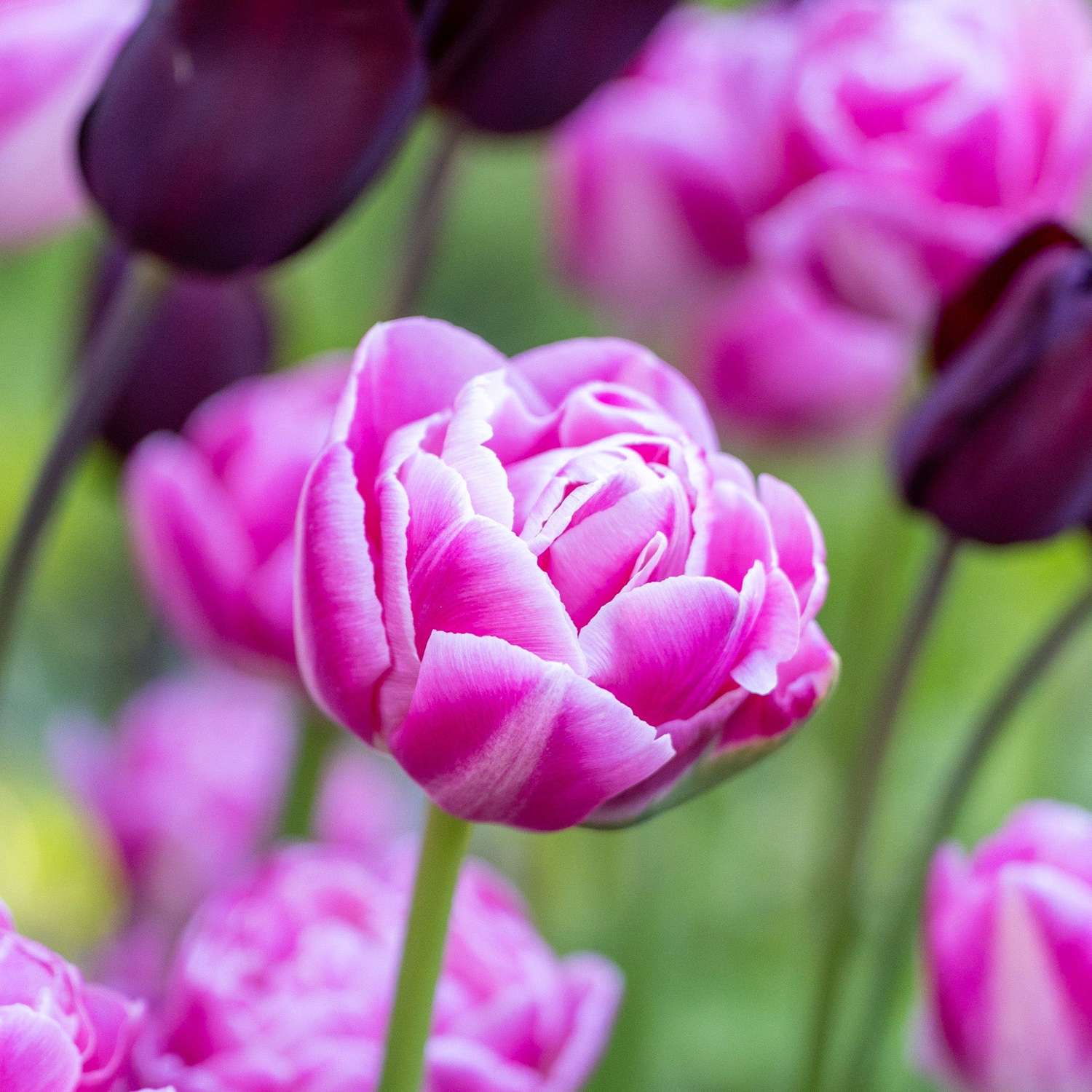 Tulppaani 'Voque'